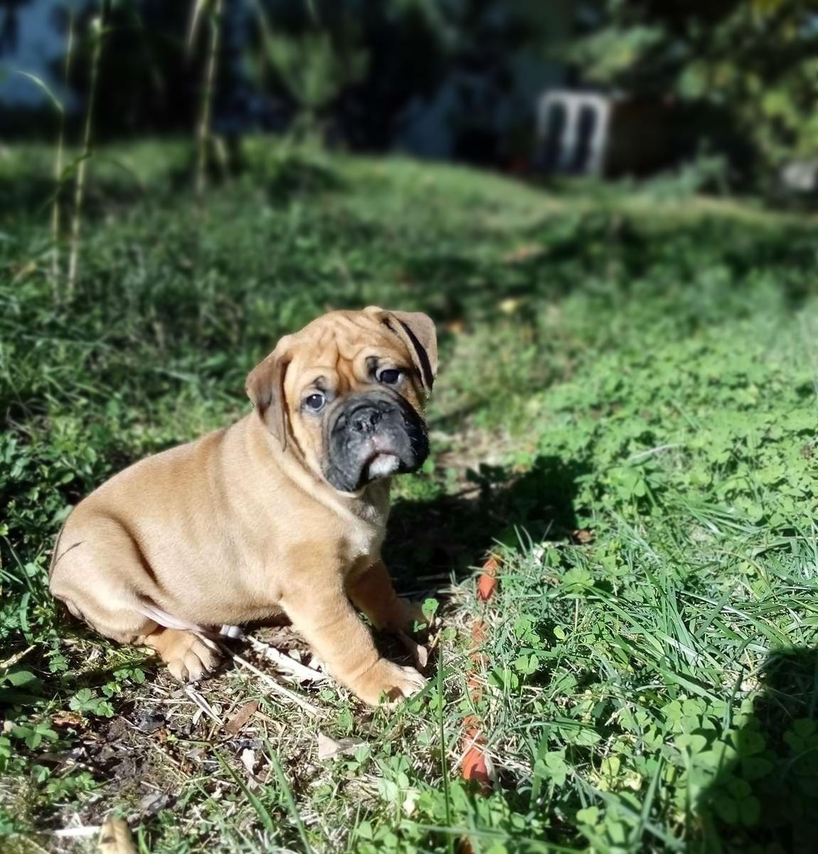 Athor de canteperlic