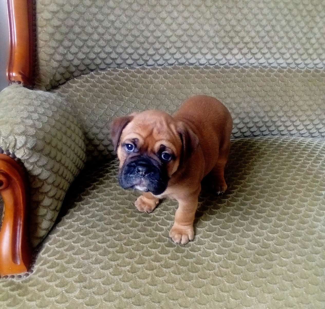 de canteperlic - Chiots disponibles - Bulldog continental