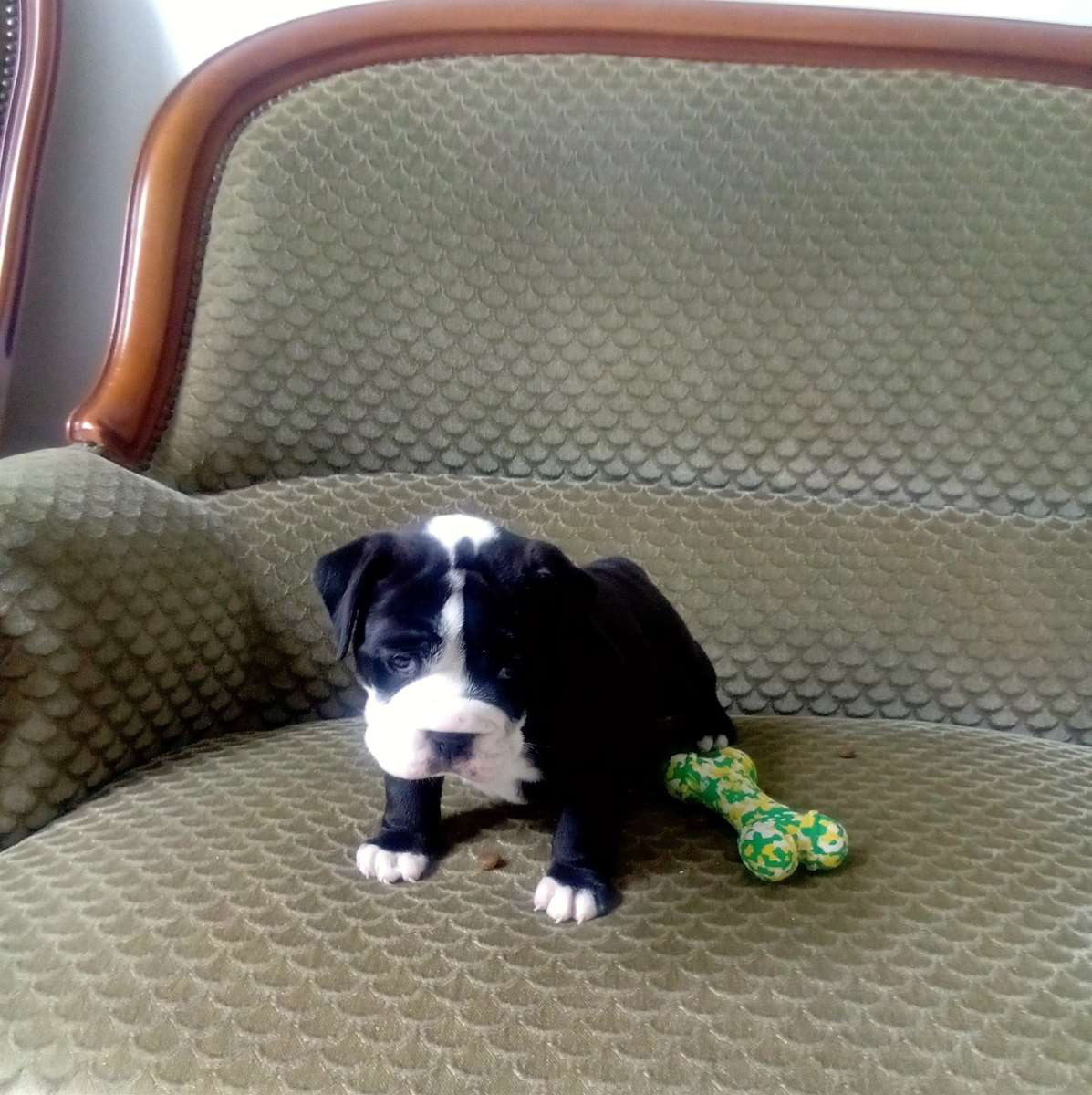de canteperlic - Chiots disponibles - Bulldog continental