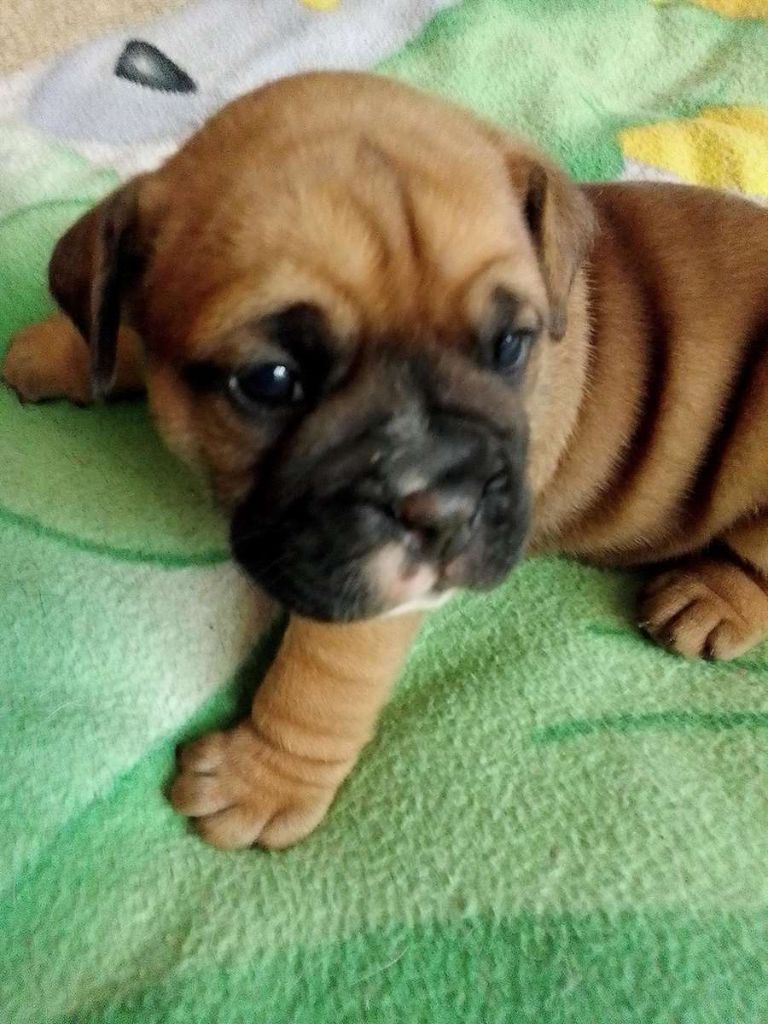 de canteperlic - Chiots disponibles - Bulldog continental